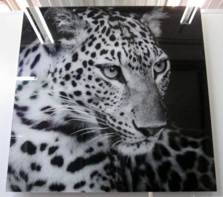 plexi,leopard, 105x105cm, 580.00chf